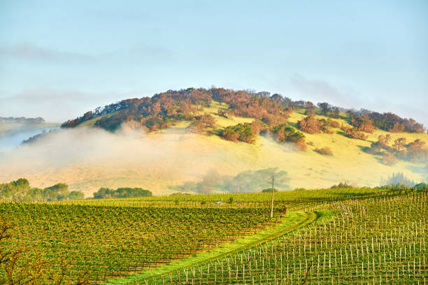 istock Vineyards in California, USA 1041158500