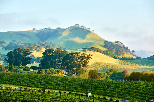 winnice w: kalifornia, stany zjednoczone - vineyard sonoma valley napa valley california zdjęcia i obrazy z banku zdjęć