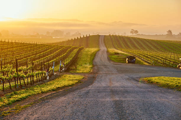 weinberge bei sonnenaufgang in kalifornien, usa - vineyard napa valley field in a row stock-fotos und bilder