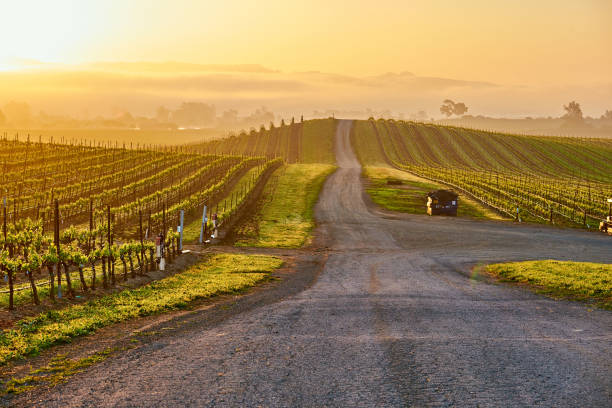 vigneti all'alba in california, usa - vineyard napa valley field in a row foto e immagini stock