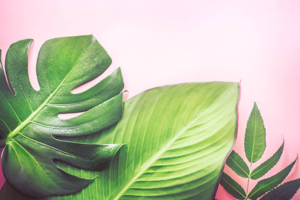 istock different beautiful tropical leaves on pink background 1041159776