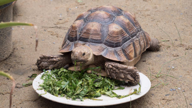 istock turtles eating food on dish 1041163214
