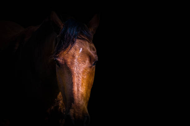 istock Isolated brown horse head 1041163750