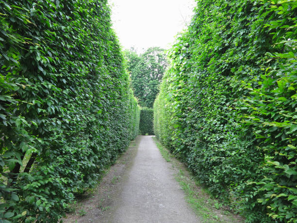 istock Ideally geometrically cropped shorn trees in abstract well-kept park 1041164666