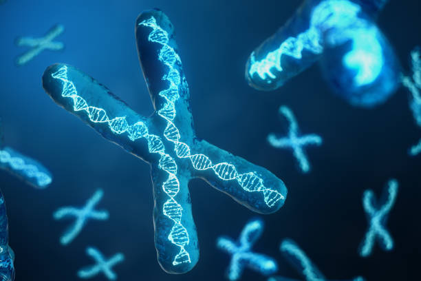 istock 3D illustration X-Chromosomes with DNA carrying the genetic code. Genetics concept, medicine concept. Future, genetic mutations. Changing the genetic code at the biological level. 1041164858