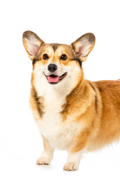 istock welsh corgi pembroke standing isolated on white background 1041166222