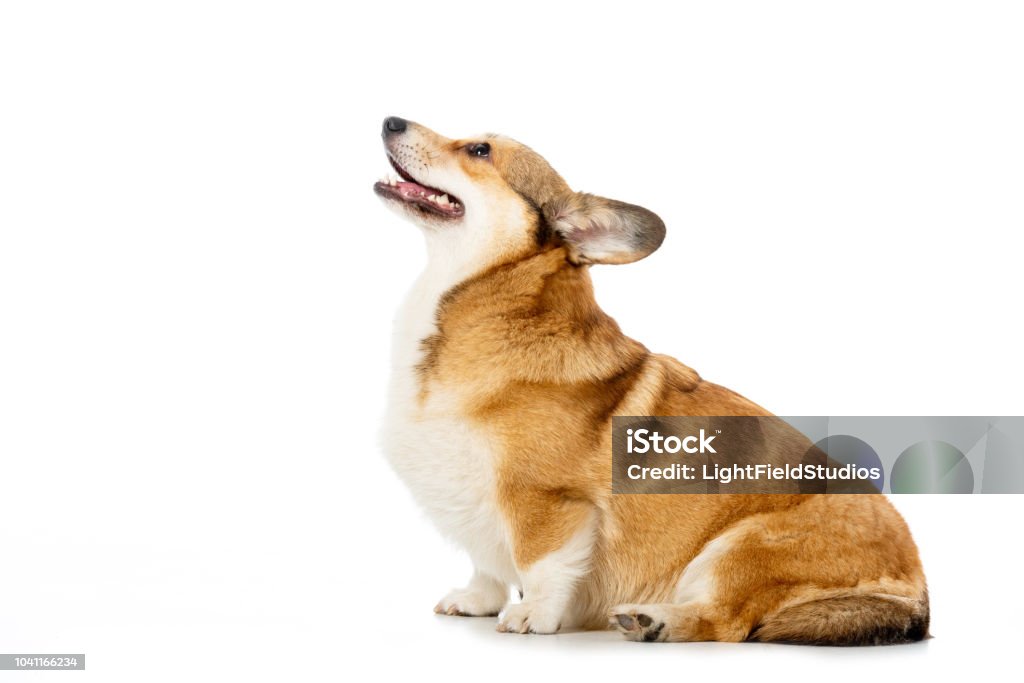 vue latérale de la séance de pembroke welsh corgi isolé sur fond blanc - Photo de Corgi gallois libre de droits