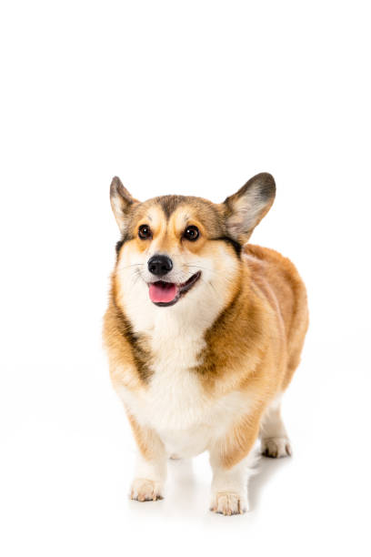 istock adorable welsh corgi pembroke standing isolated on white background 1041166250