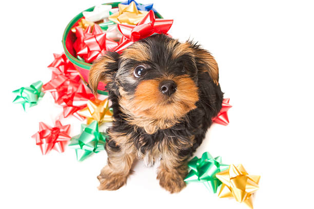 istock Adorable Puppy Dog with holiday bows 104116647