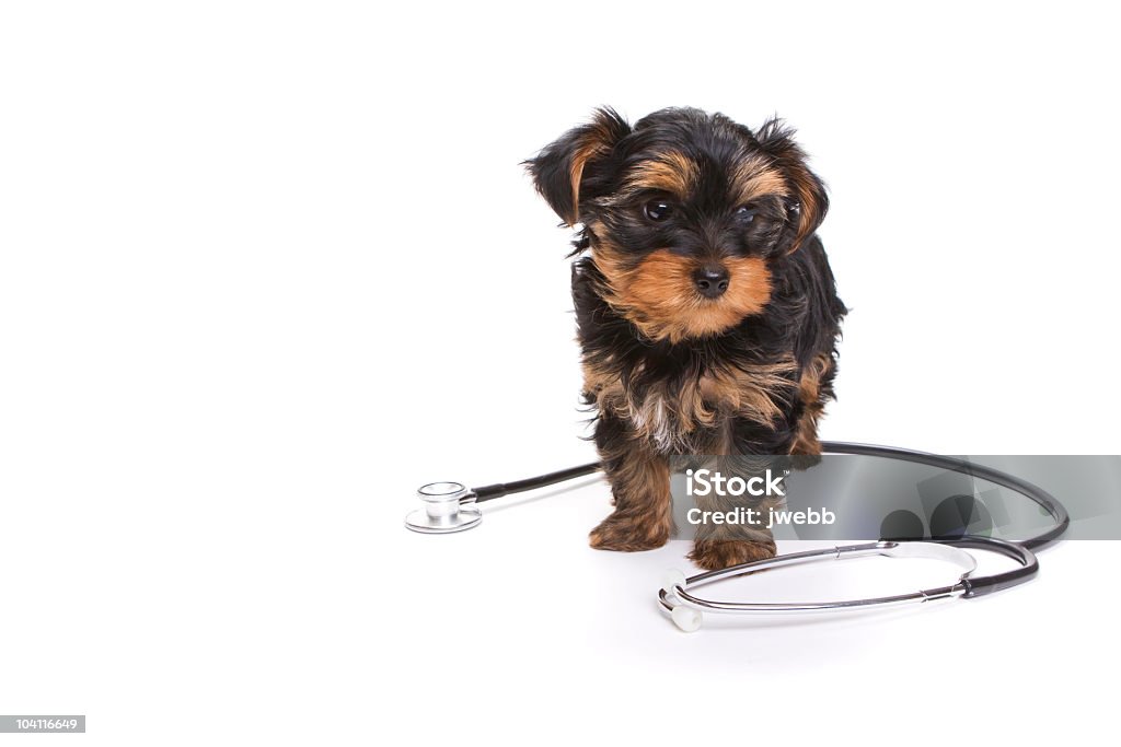 Encantadores cachorro perro con un estetoscopio - Foto de stock de Animal libre de derechos
