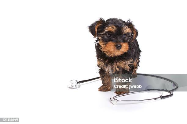 Encantadores Cachorro Perro Con Un Estetoscopio Foto de stock y más banco de imágenes de Animal - Animal, Animal joven, Cachorro - Perro