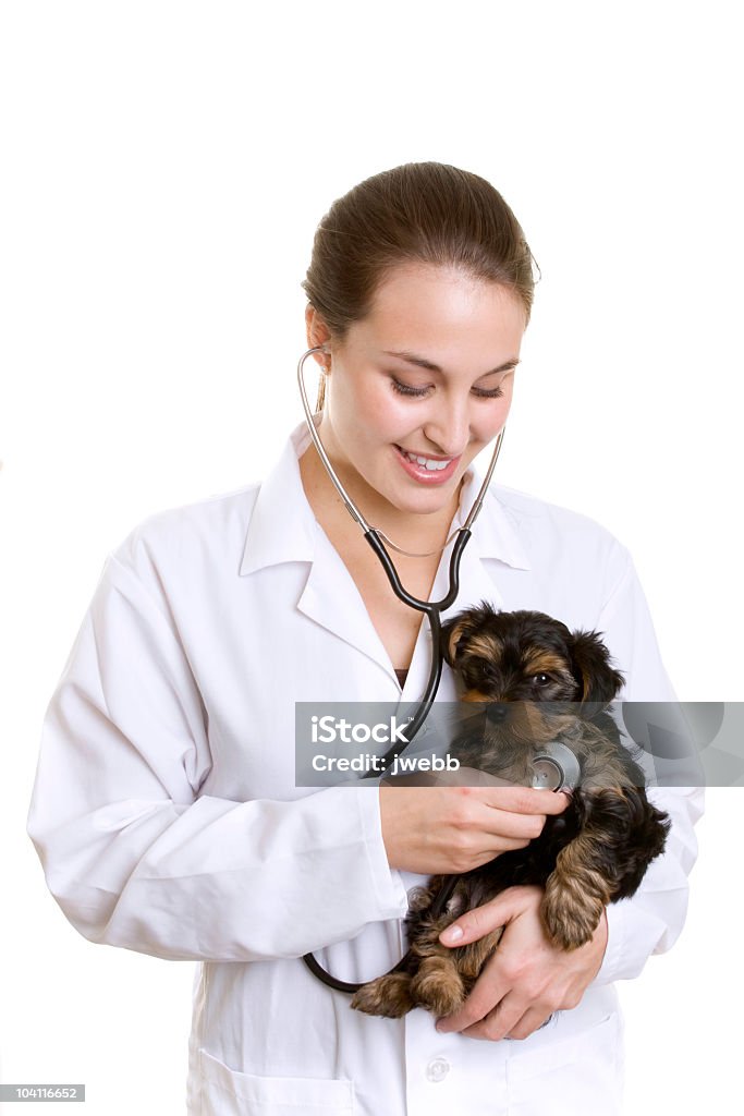 若い子犬犬および雌 Vetrinarian - 獣医のロイヤリティフリーストックフォト