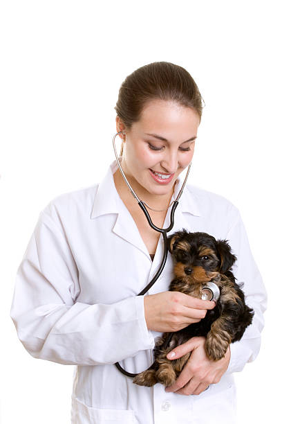 Young Puppy dog and a Female Vetrinarian stock photo