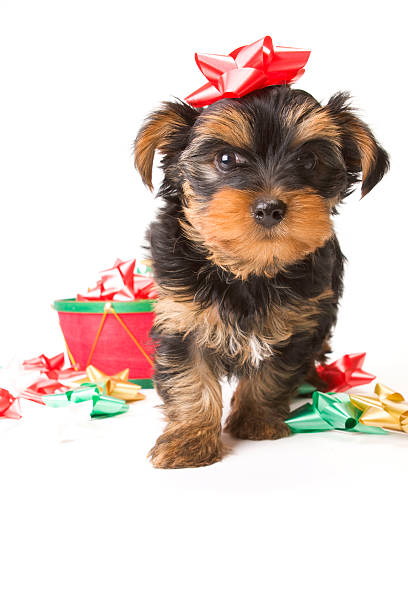 istock Adorable Puppy Dog with holiday bows 104116657