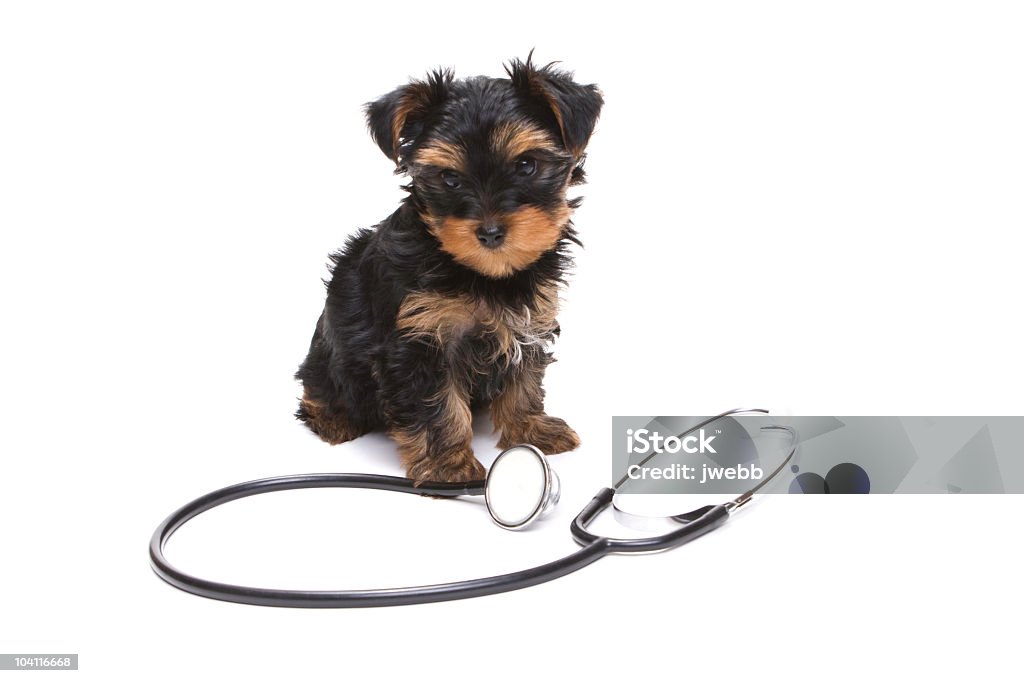 Adorável cachorrinho de cachorro com um Estetoscópio - Foto de stock de Animal royalty-free