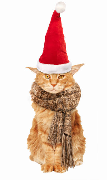 istock Red cat Maine Coon In a Santa Claus hat and scarf on a white background 1041166708