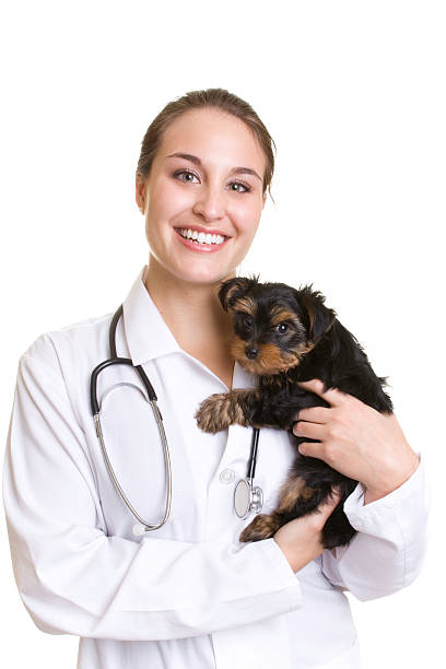 Young woman veterinarian holding small black dog stock photo