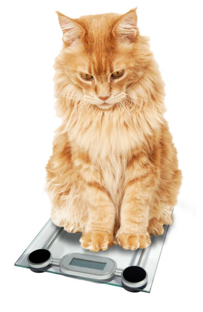 gatto rosso maine coon pesato su uno sfondo bianco - human face foto e immagini stock