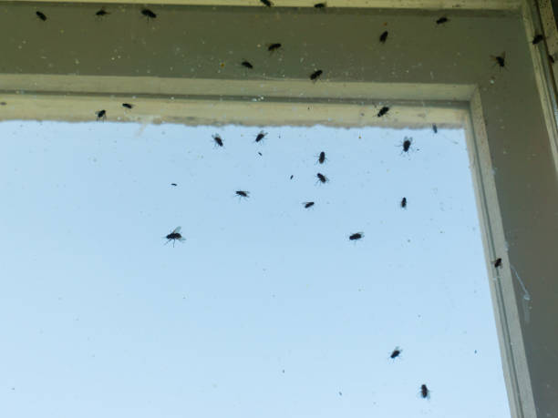 schmutzige fenster bedeckt mit fliegen und andere insekten - window obsolete old black and white stock-fotos und bilder