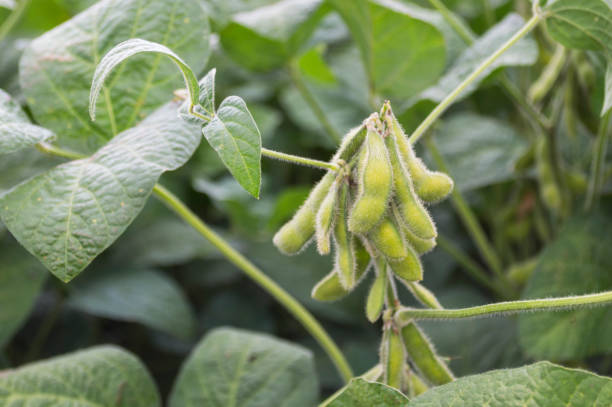 Organic farming soybean plantation. Young green soybean crops growing on plantation. stock photo