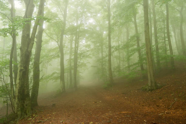 istock Forest in autumn with fog 1041173478