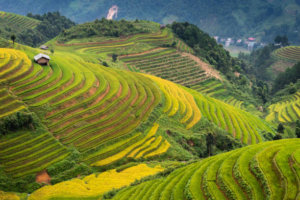 istock Rice fields on terraced of Mu Cang Chai Vietnam 1041174934