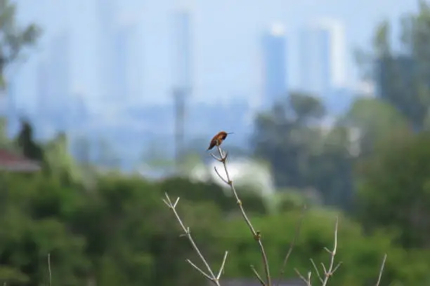 Rufous hummingbird with city skyscrapers behind Vancouver BC Canada