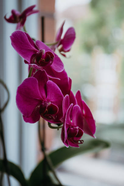 istock Close up view pink orchid flowers. 1041177332