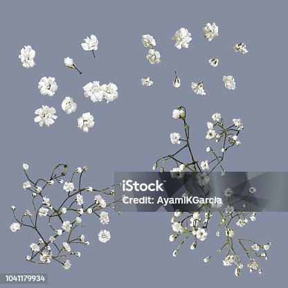 かすみ草 イラスト素材 花 バラ チューリップ Istock かすみ草 イラスト素材 花 バラ チューリップ Istock