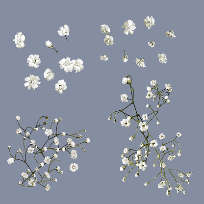 Vector isolated Baby's Breath flowers