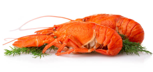 istock Boiled crayfish with dill isolated on white 1041182150