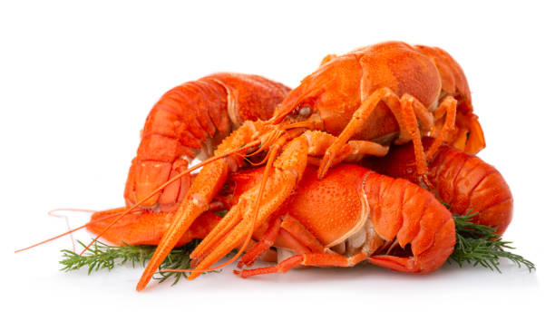 istock Boiled crayfish with dill isolated on white 1041182168