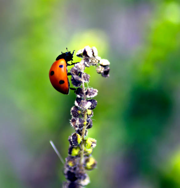 istock Ladybug on a field plant. 1041182400