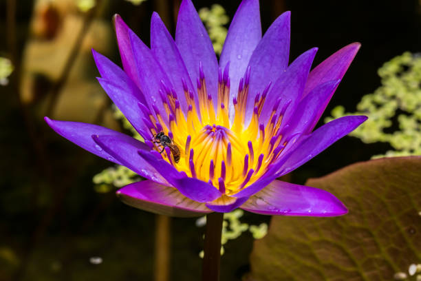 istock The Purple lotus 1041184814