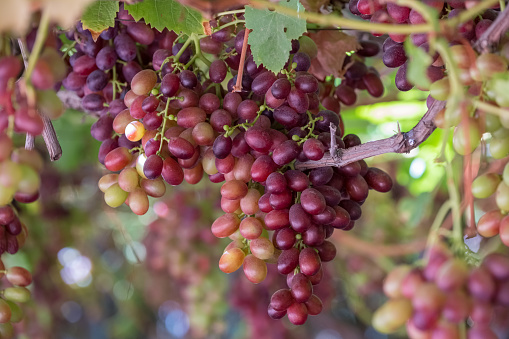 Grape clusters in hanging vine, special table grape without inner seed