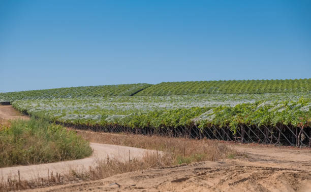 istock Fields of grapes in hanging vine with special table grape without inner seed 1041186604