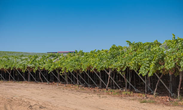 istock Fields of grapes in hanging vine with special table grape without inner seed 1041186660