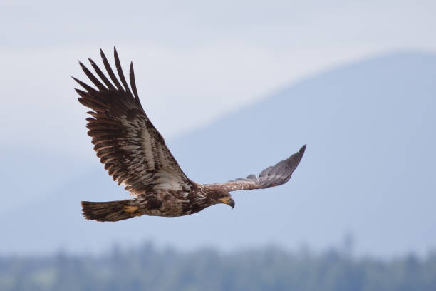 istock Juvenile bald eagle soaring in the sky 1041187736