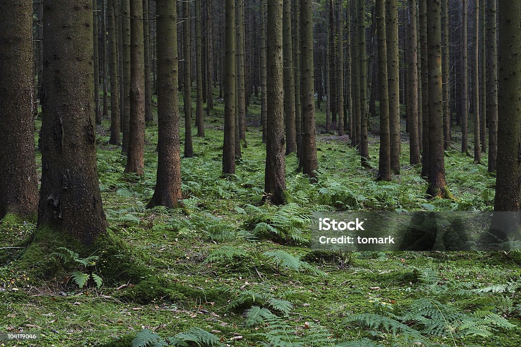 Forest  Forest Stock Photo