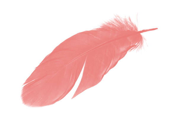 istock coral pink feather on white background 1041190594