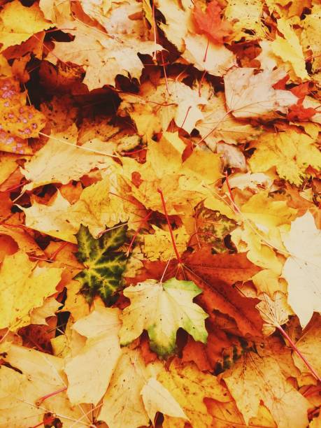 istock Full Frame Shot Of Autumn Leaves 1041191786