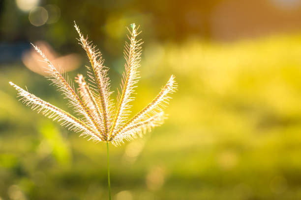 flower grass on grass field pasture on morning nature