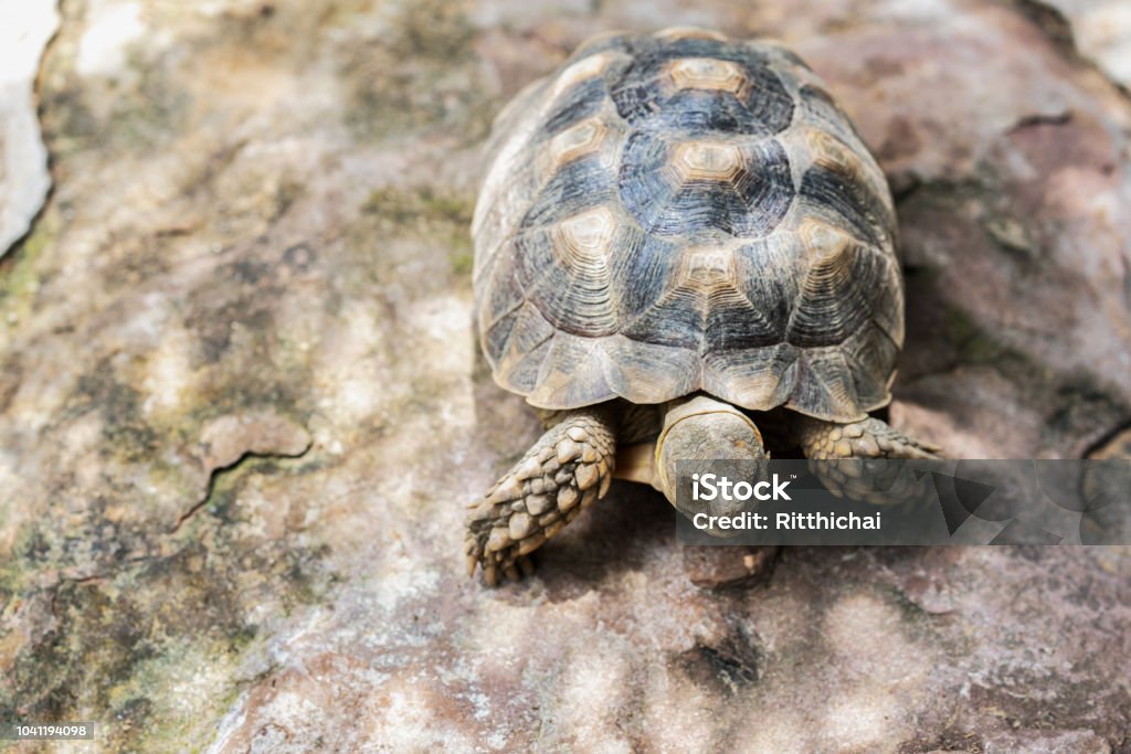 Large turtles crawl on concrete ground floors. Animal Stock Photo