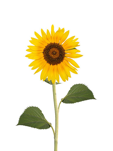 해바라기 xl - single flower sunflower daisy isolated 뉴스 사진 이미지