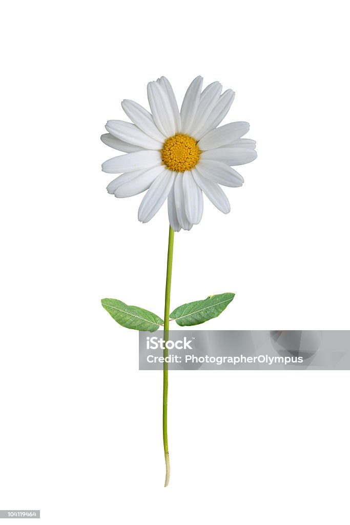 Blanco daisy - Foto de stock de Margarita - Familia de la Margarita libre de derechos