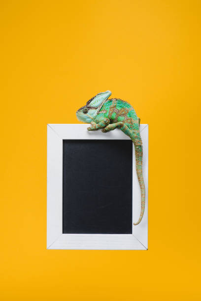 istock beautiful colorful reptile on blackboard in white frame isolated on yellow 1041196308