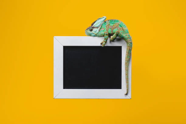 istock beautiful colorful chameleon on blackboard in white frame isolated on yellow 1041196320