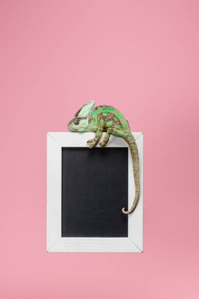 istock beautiful bright green chameleon on blackboard in white frame isolated on pink 1041196324