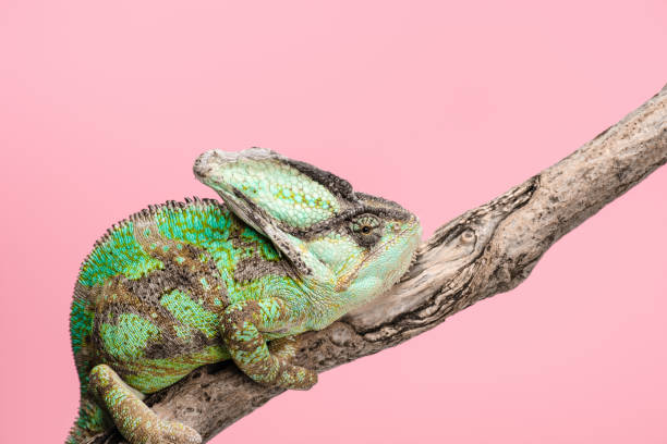 istock beautiful bright green chameleon sitting on tree branch isolated on pink 1041196328