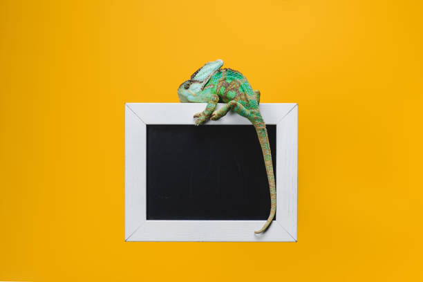 istock beautiful bright exotic chameleon on blackboard in white frame isolated on yellow 1041196350